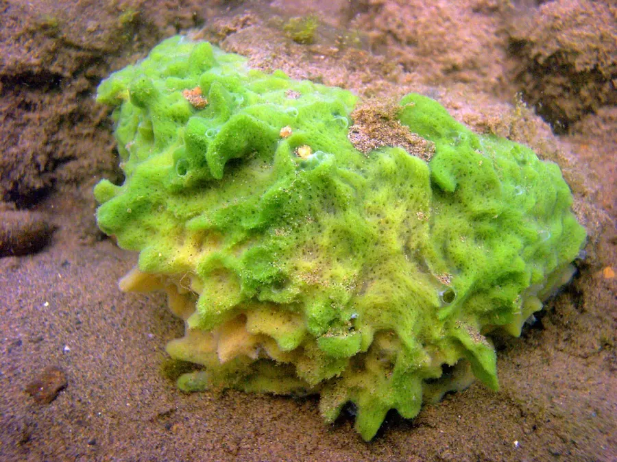 La carte Spongilla lacustris