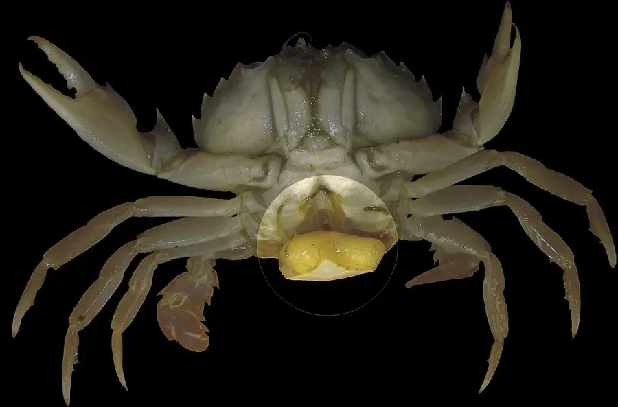La carte Rhizocephala