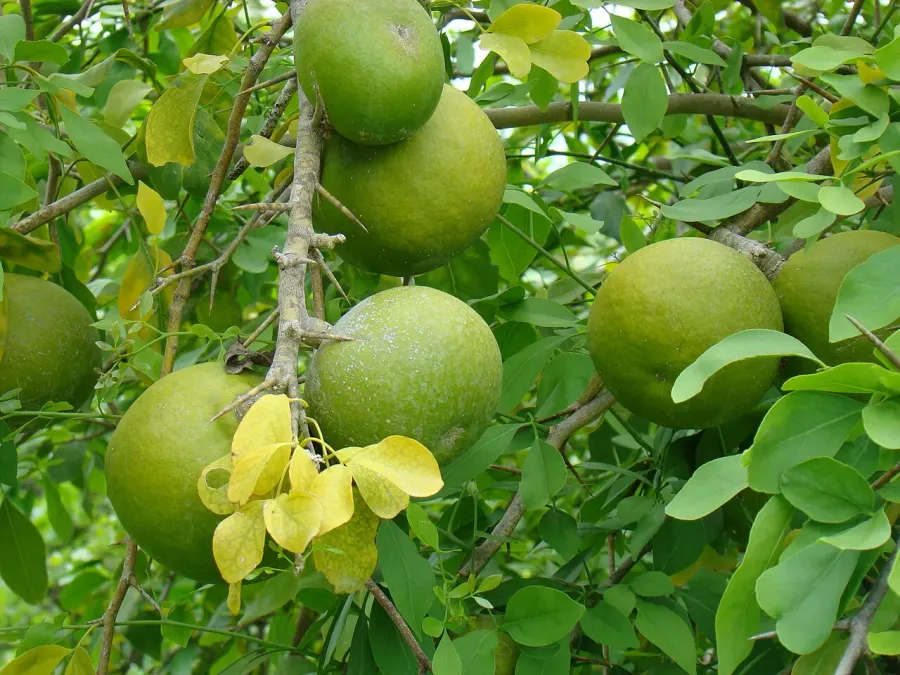 La carte Aegle marmelos