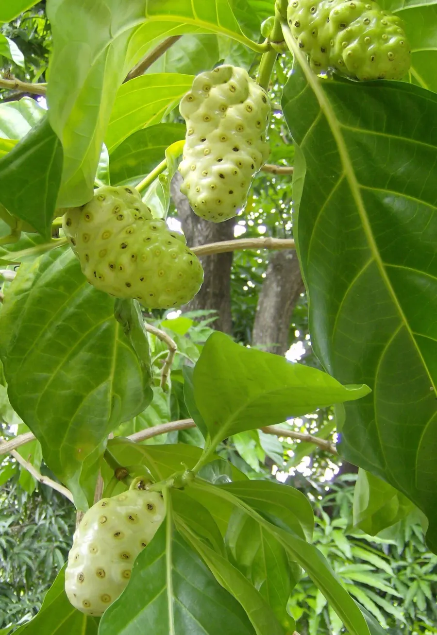 La carte Morinda citrifolia