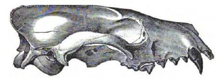 The Hesperocyoninae card
