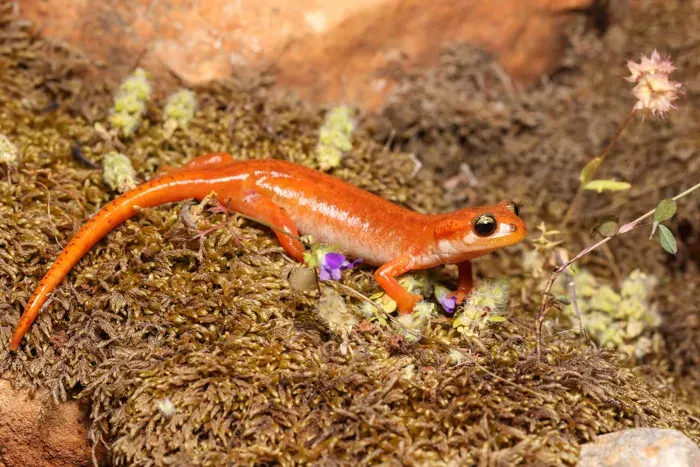 The Luschan's salamander card