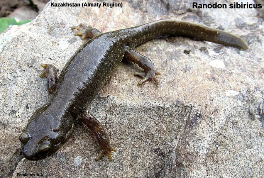 The Central Asian salamander card