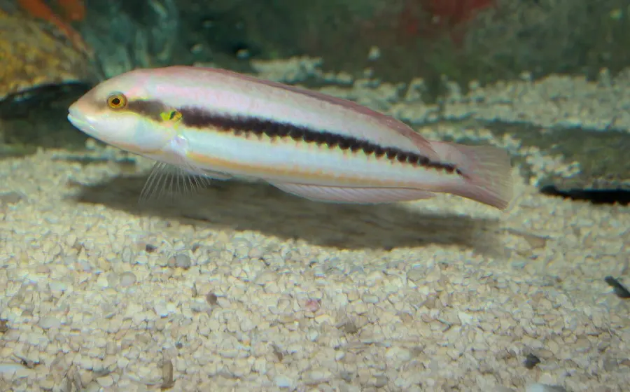 The Slippery dick card