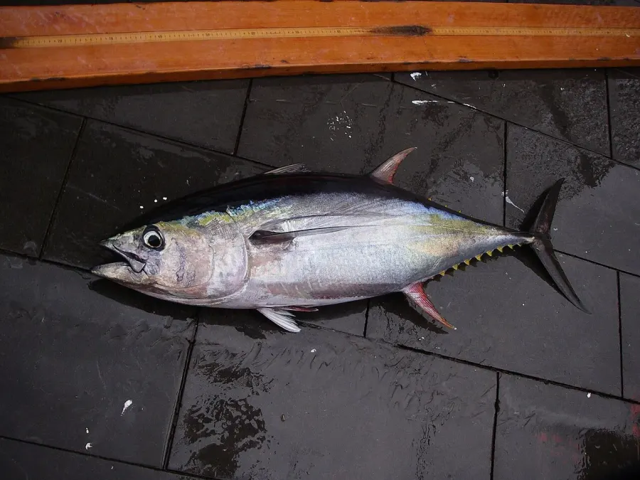 La carte Thunnus