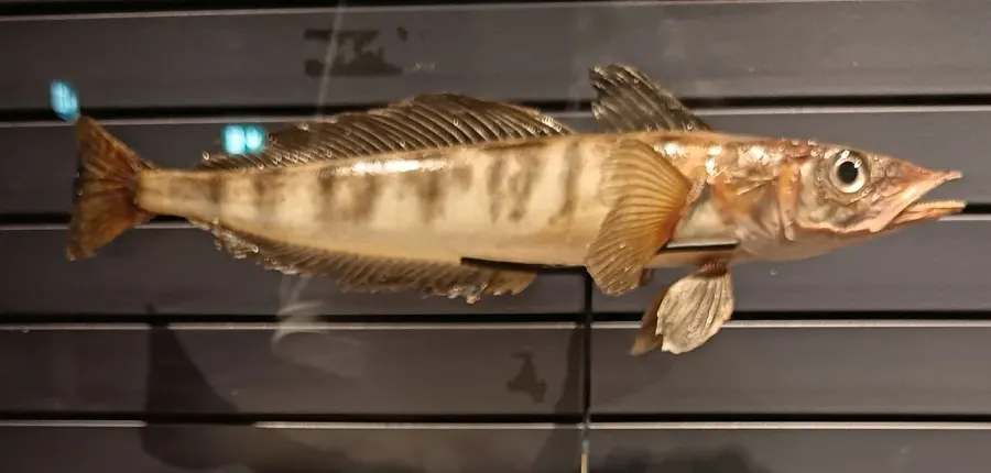 La carte Champsocephalus gunnari