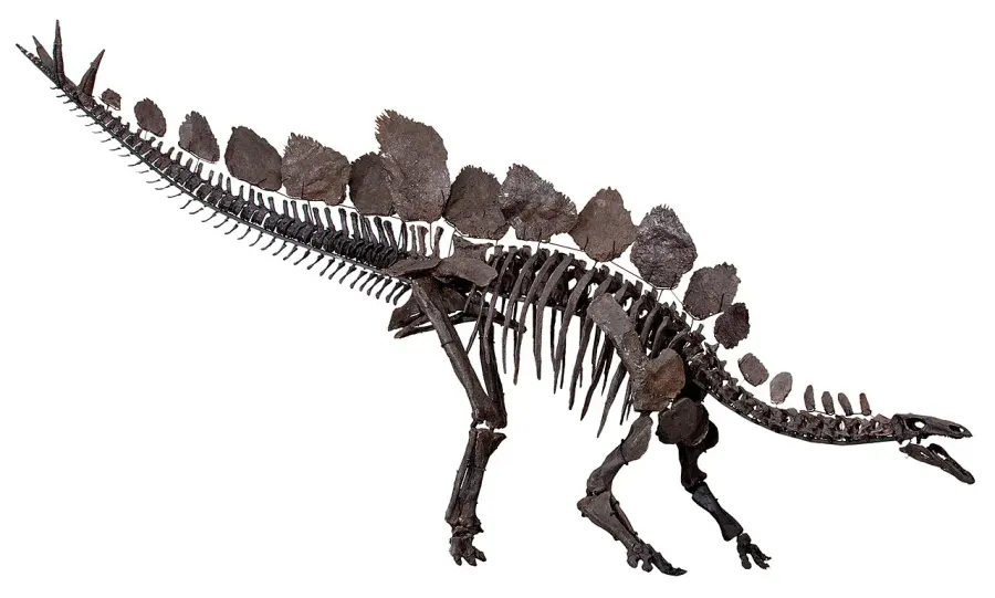 La carte Stegosauridae