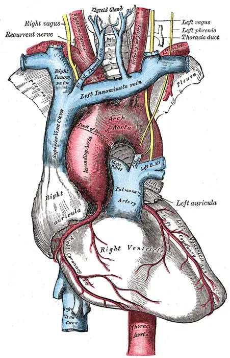La carte Aorte ascendante