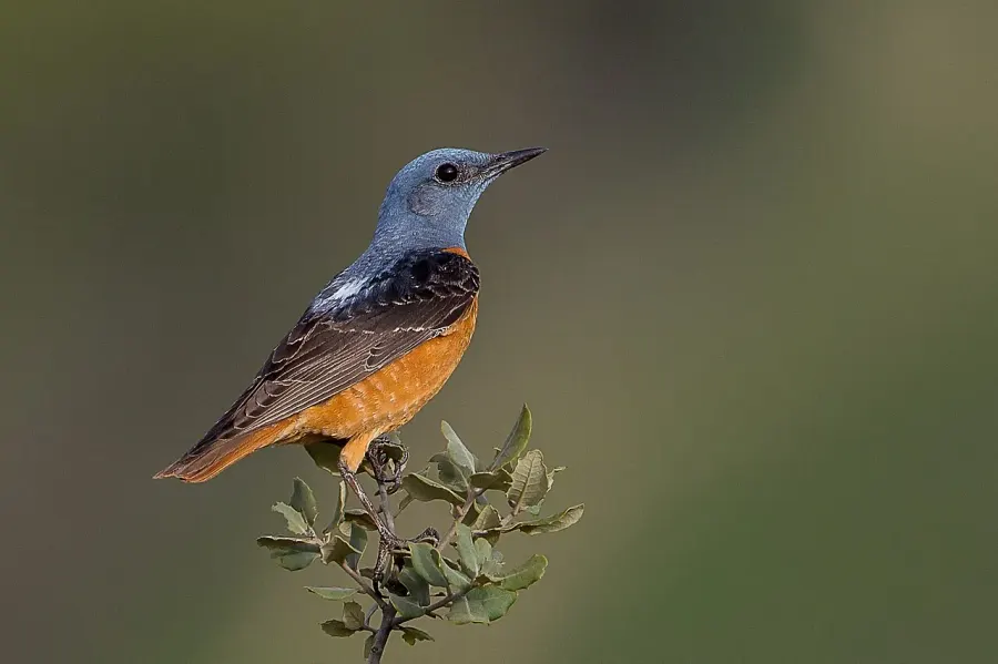 The Common rock thrush card
