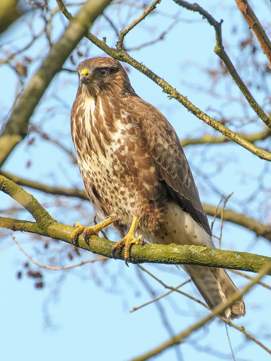 The Buteo card