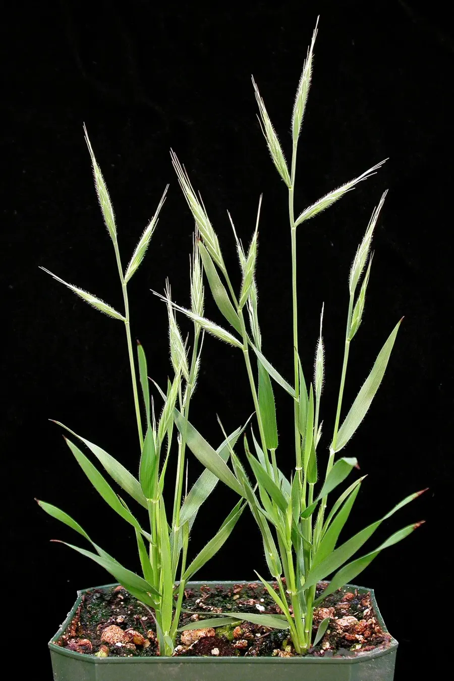 La carte Brachypodium distachyon