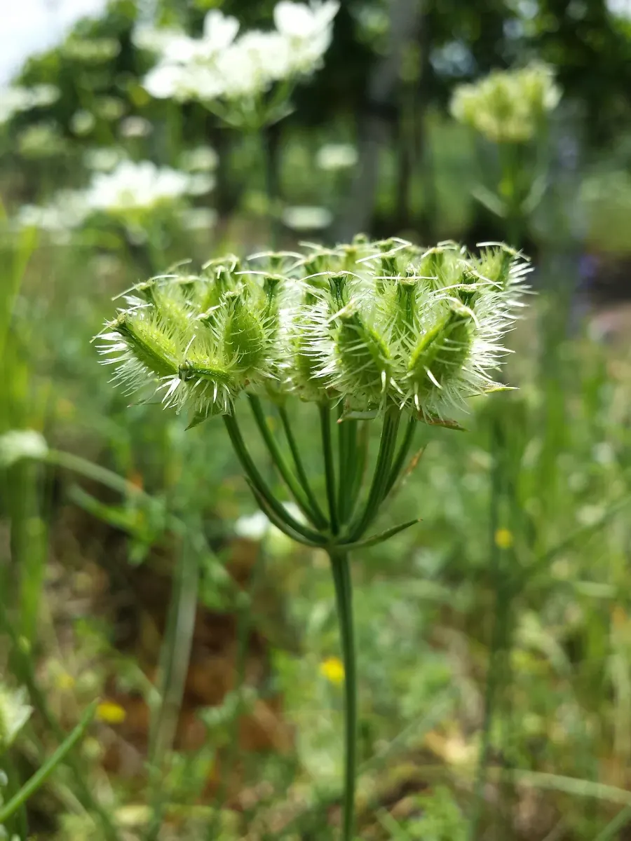 La carte Orlaya grandiflora