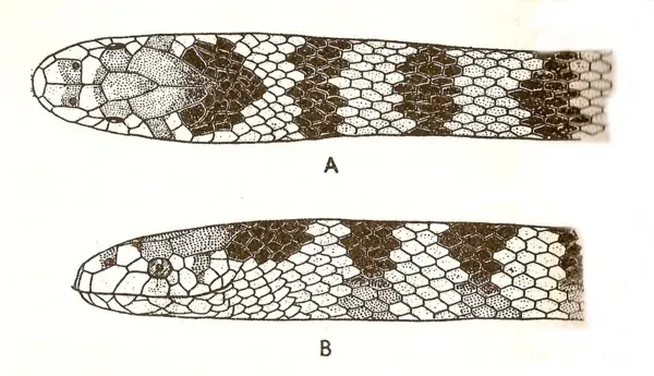 The Hydrophis cyanocinctus card