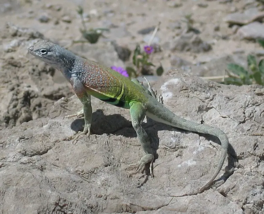 La carte Cophosaurus texanus