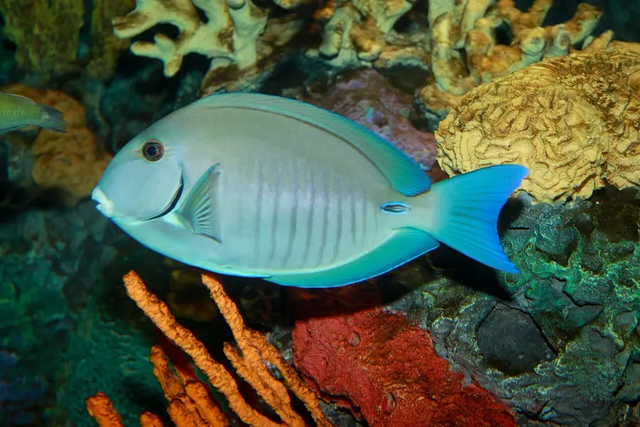 The Doctorfish tang card