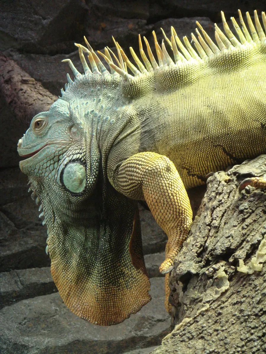 La carte Iguanidae