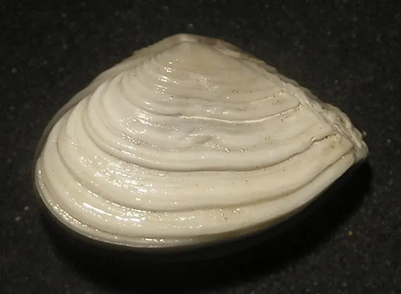 La carte Corbulidae