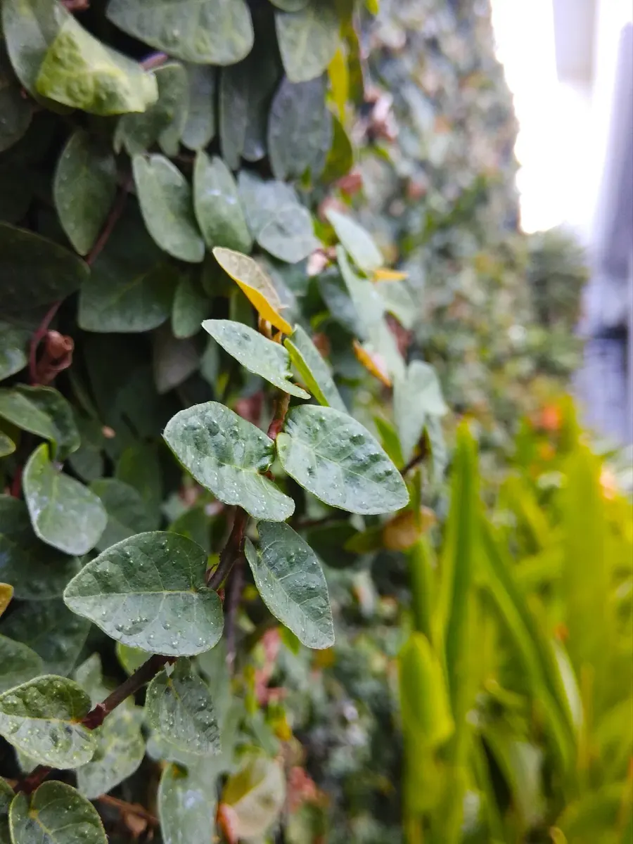 La carte Ficus pumila