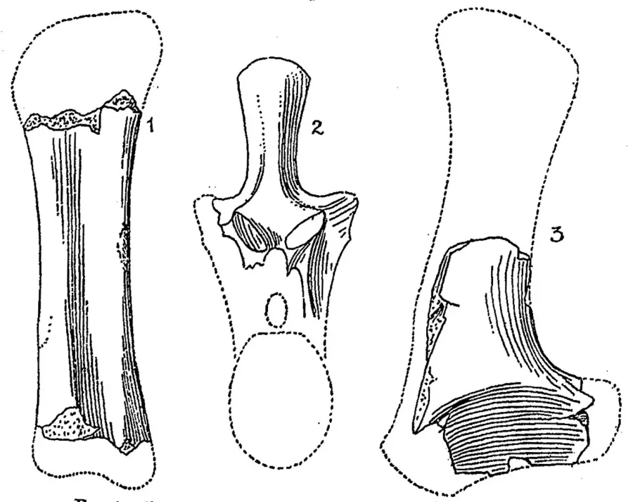 La carte Algoasaurus