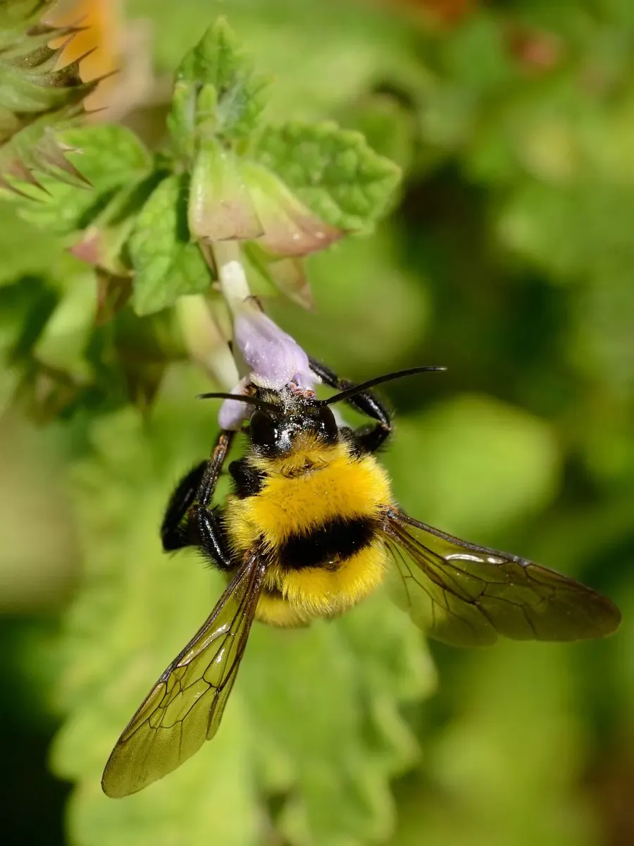 La carte Bombus argillaceus