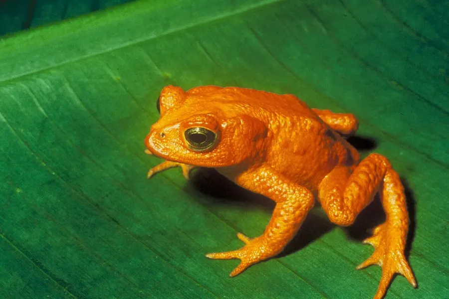 The Decline in amphibian populations card