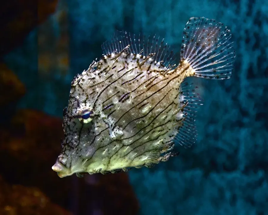 La carte Chaetodermis penicilligerus