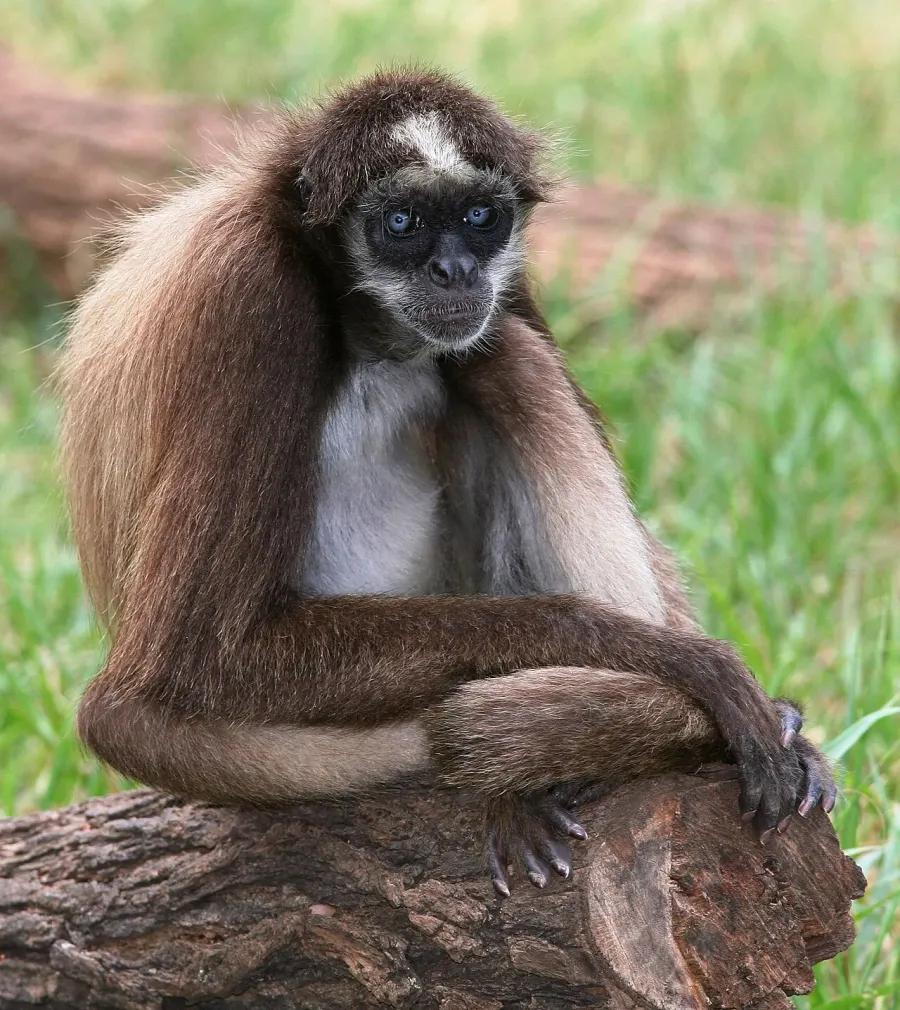 The New World monkey card