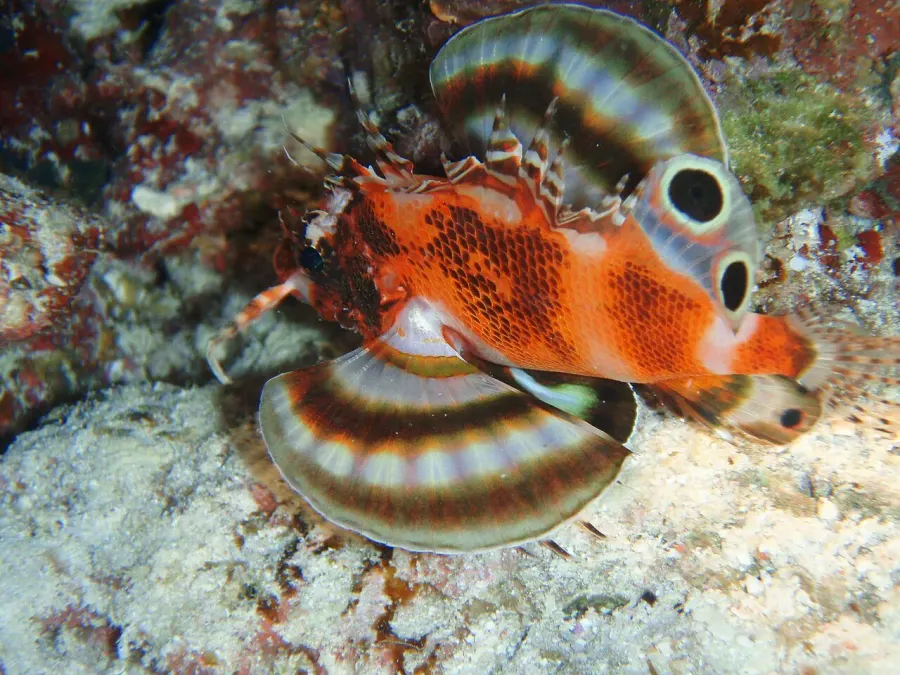 The Nemapterois biocellatus card