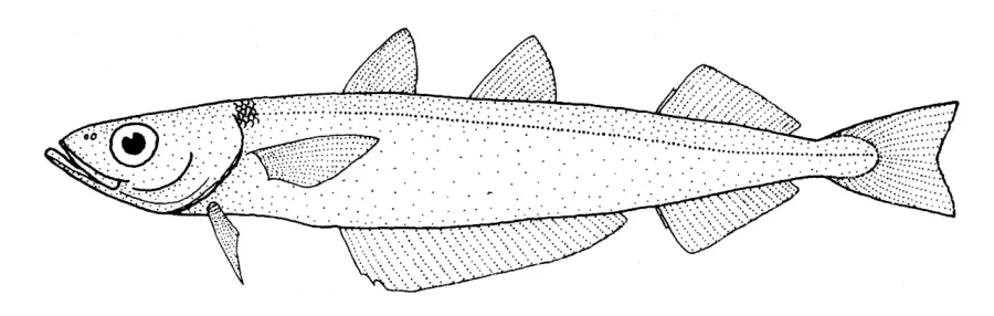 La carte Micromesistius