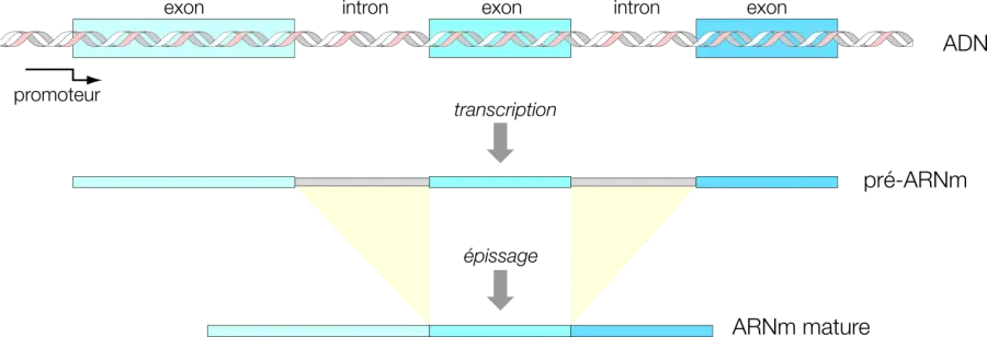 The RNA splicing card