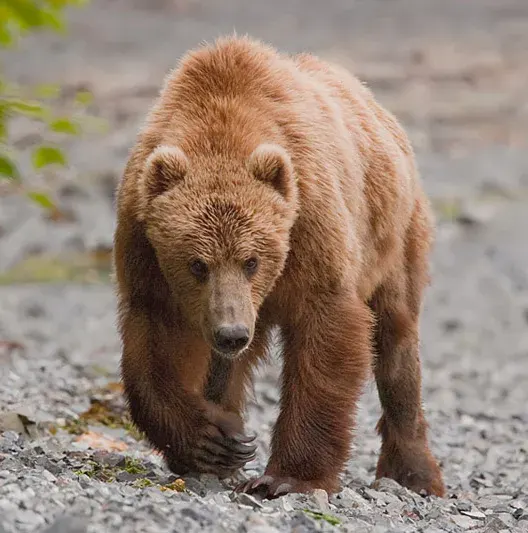 The Kodiak bear card