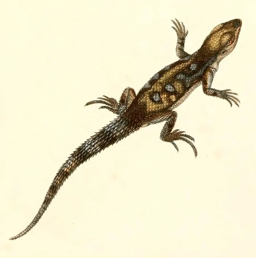 The Stenocercus marmoratus card