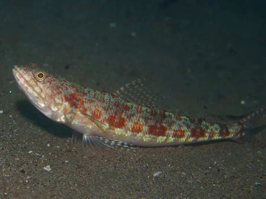 The Variegated lizardfish card