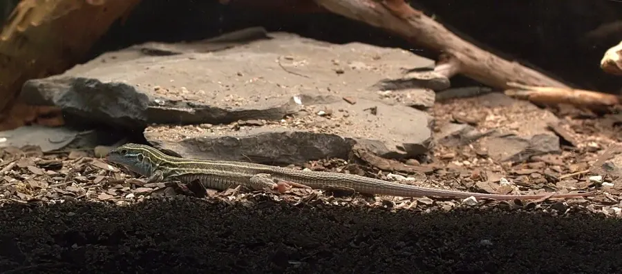 The Desert grassland whiptail lizard card