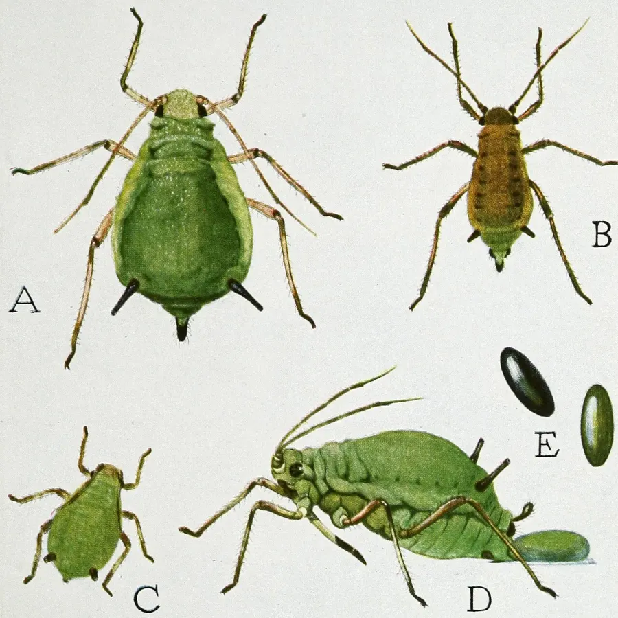La carte Aphis pomi