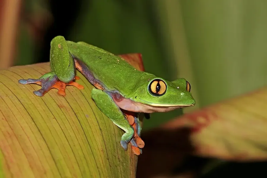 La carte Agalychnis annae