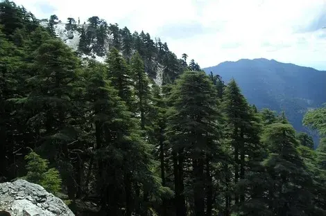 The Tidighin card