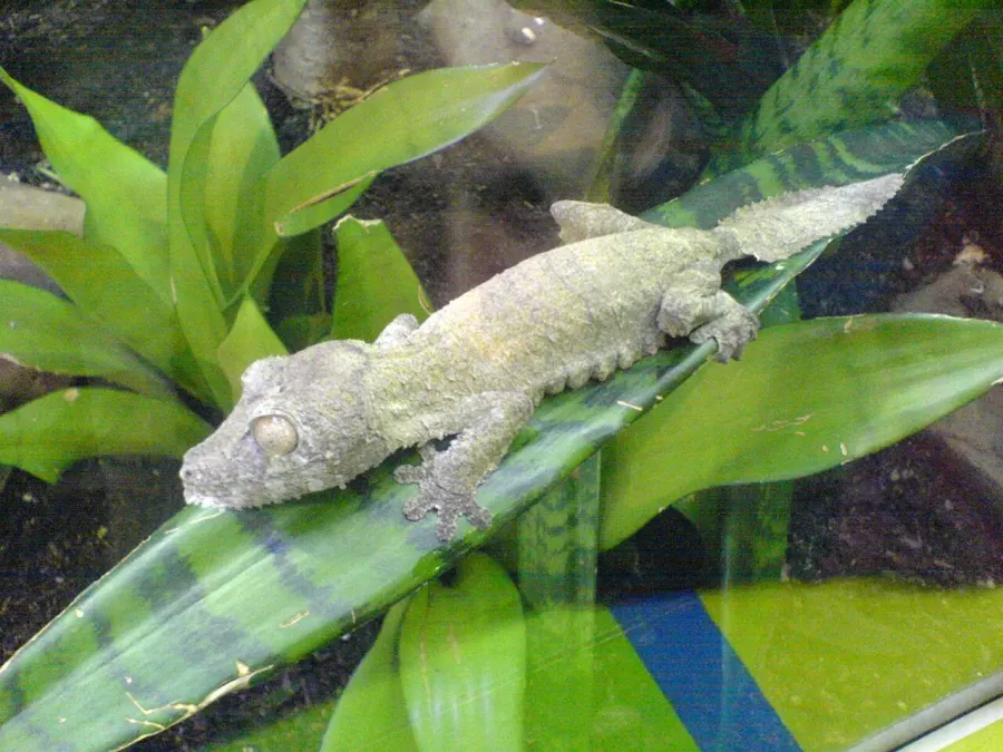 The Uroplatus sikorae card