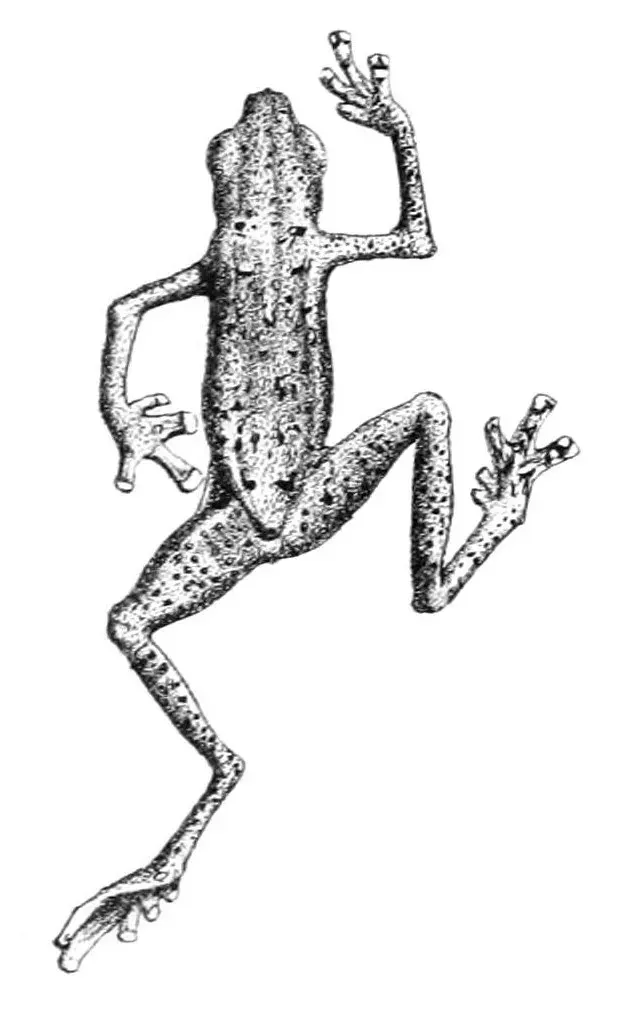 La carte Pelophryne