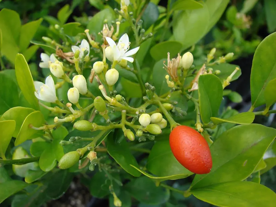 La carte Murraya paniculata