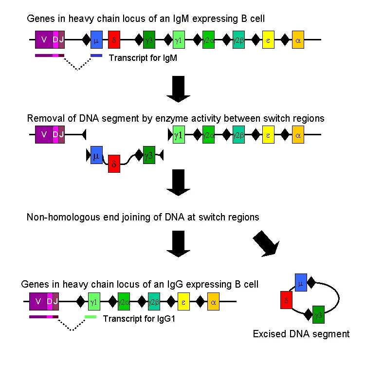 La carte Commutation isotypique
