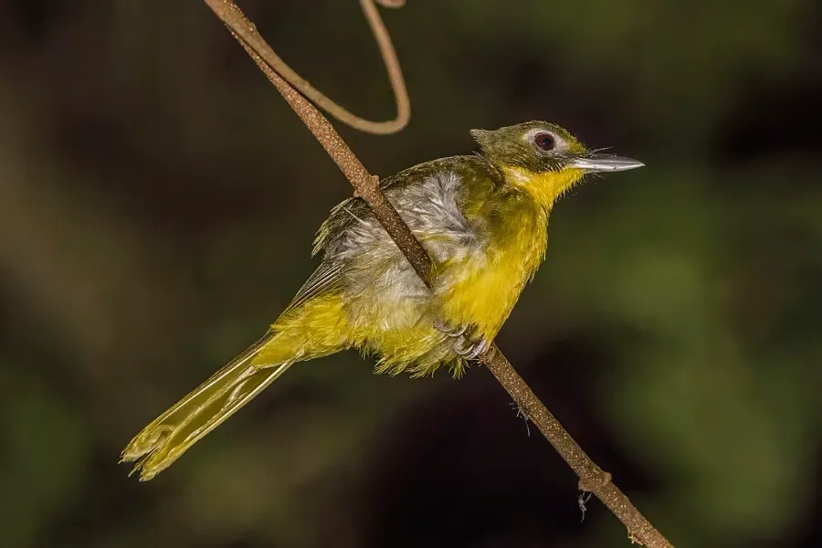 The Green-tailed bristlebill card