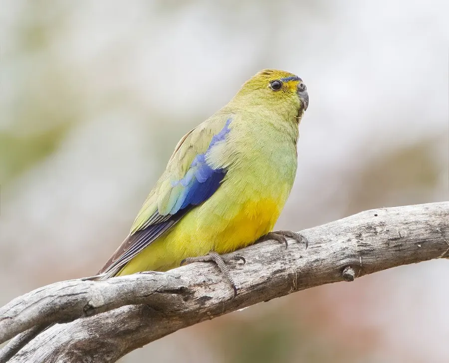 The Blue-winged parrot card