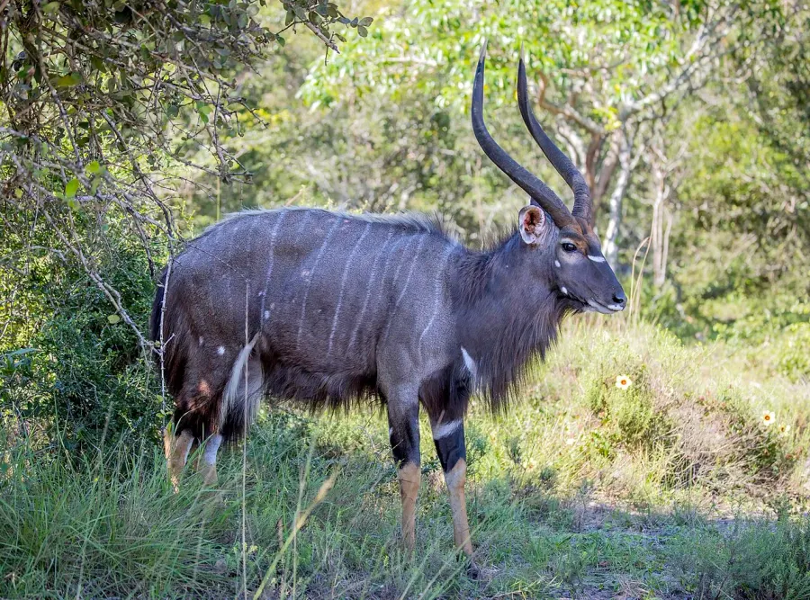 La carte Nyala
