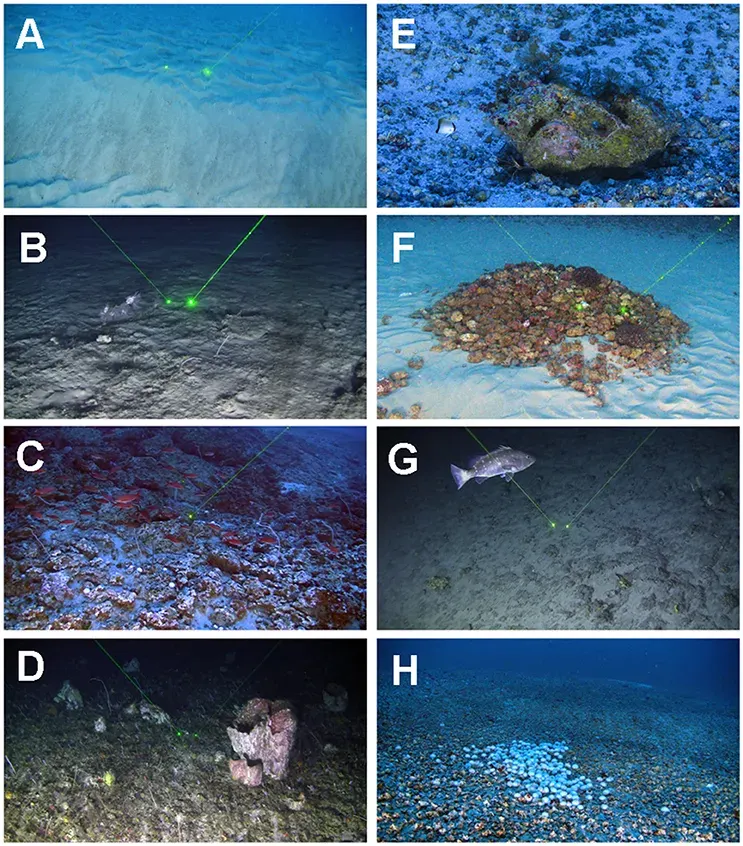 The Amazon Reef card