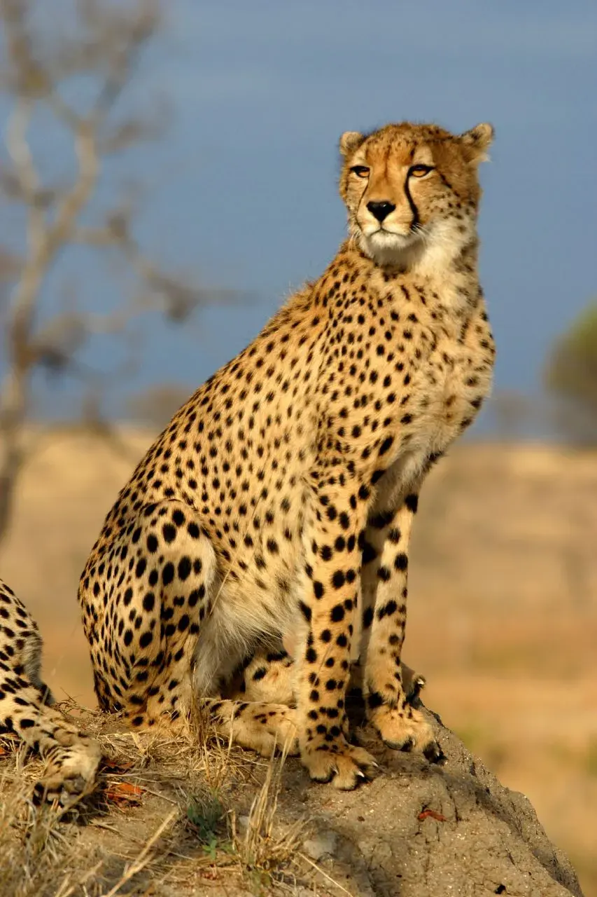 La carte Guépard