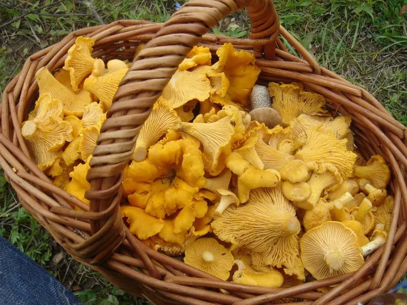 The Mushroom hunting card