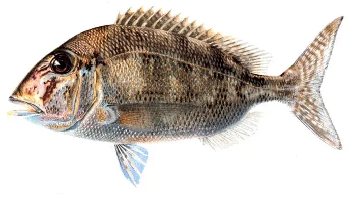 La carte Sparidae