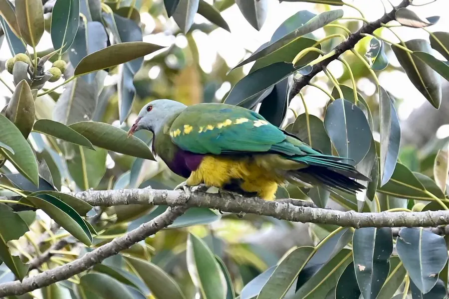 The Wompoo fruit dove card
