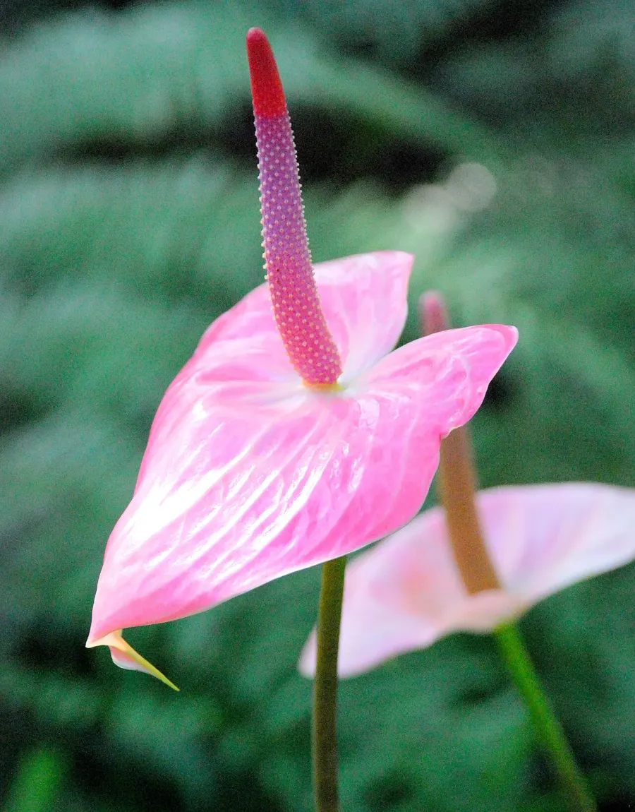 The Anthurium card